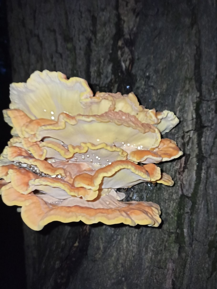 Гриб куриное мясо