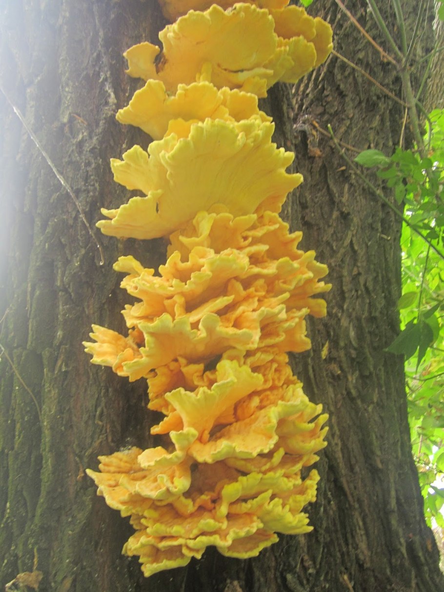 Гриб трутовик серно желтый