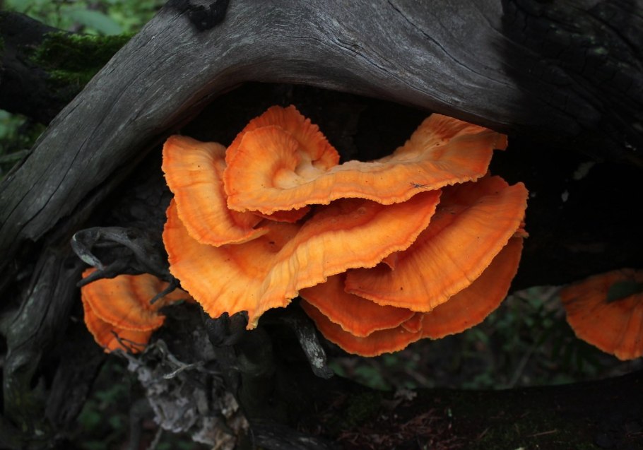 Трутовик серно-желтый Laetiporus sulphureus