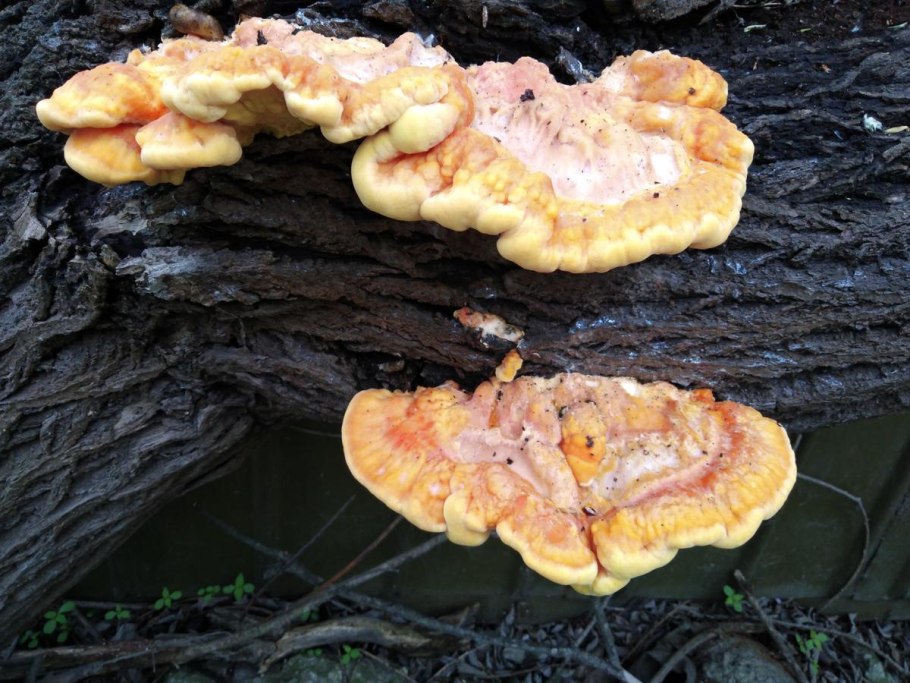 Трутовик литшауэра