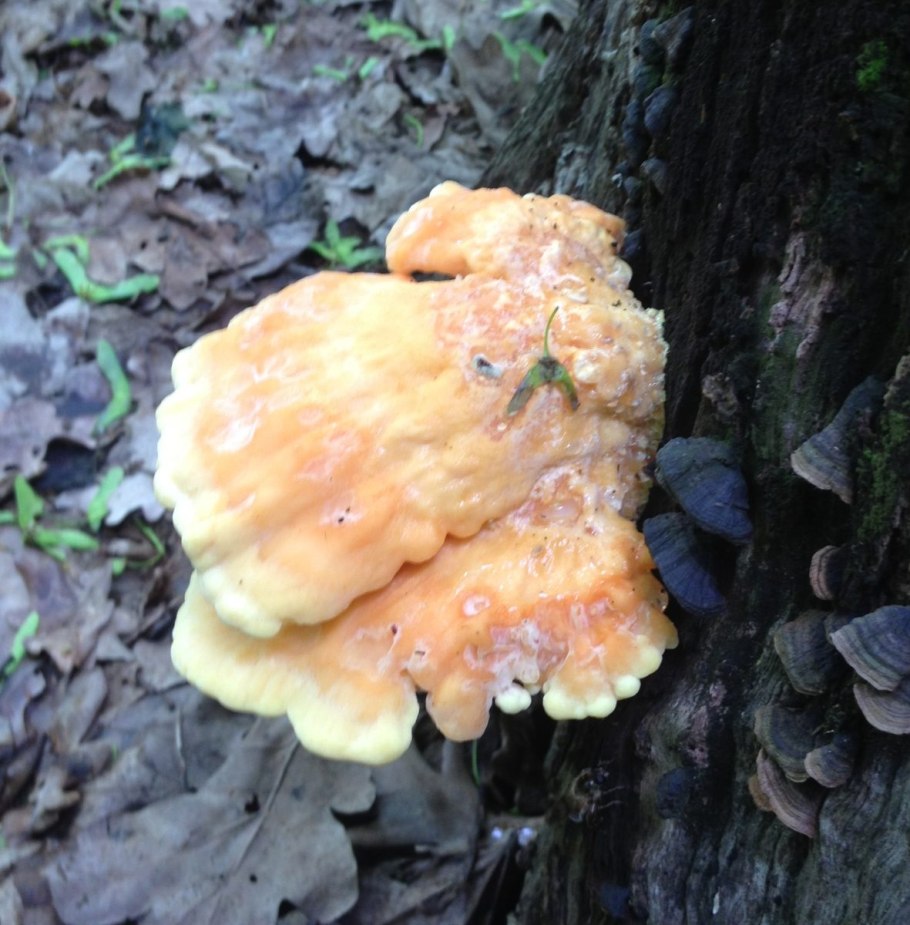 Трутовик серно жёлтый съедобный