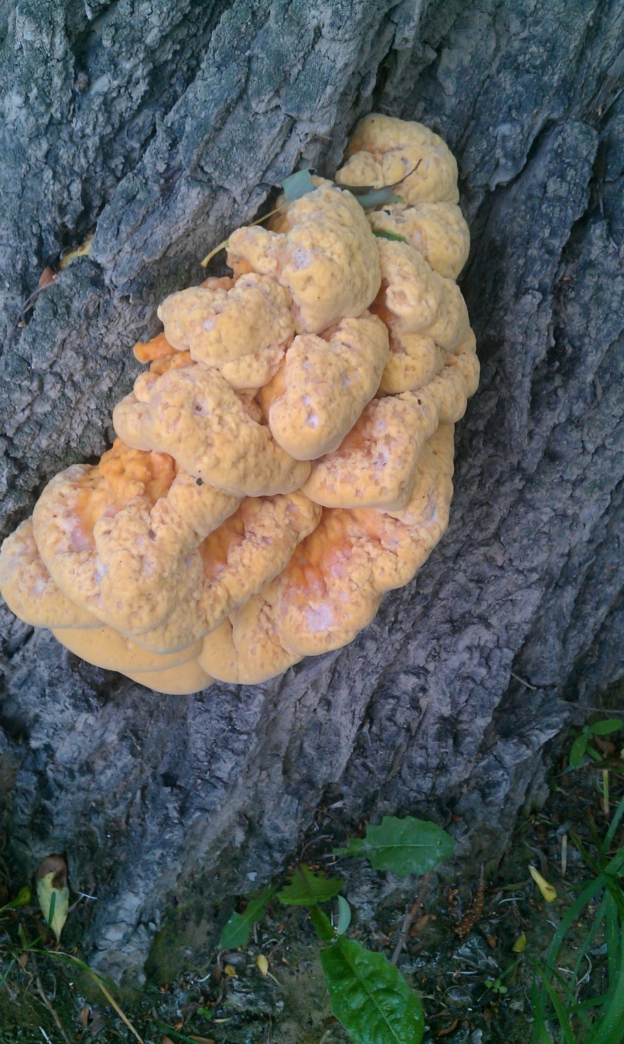 Трутовик серно-желтый старый