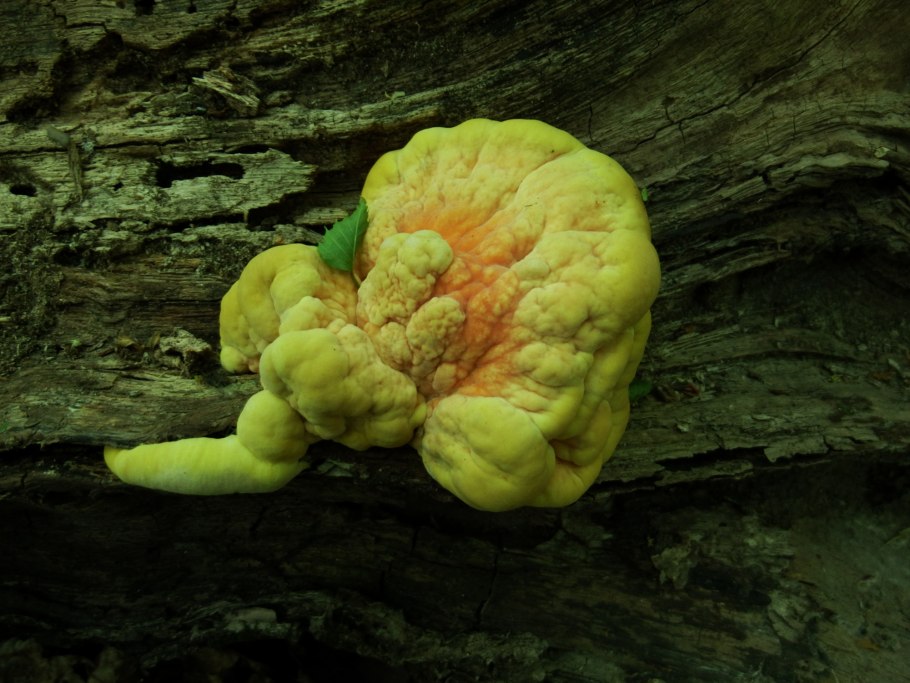 Трутовик оранжевый