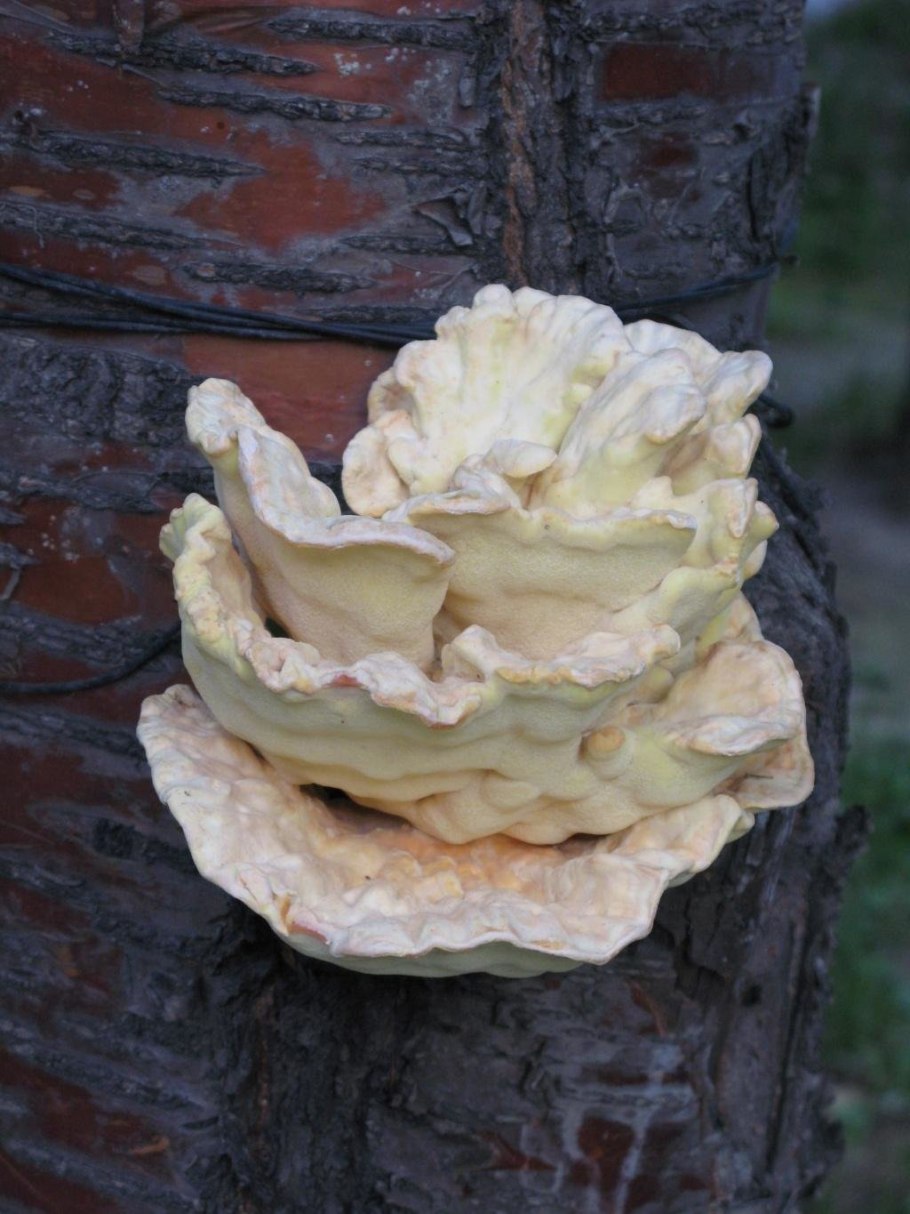 Гриб трутовик белый