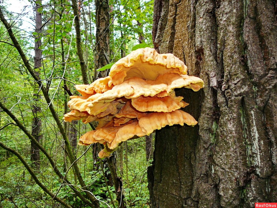 Серно желтый трутовик