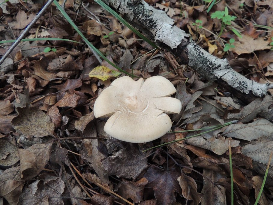 Рядовка гульден (Tricholoma guldeniae)