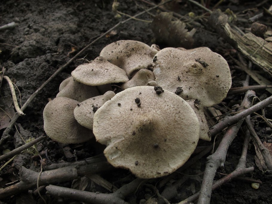 Tricholoma saponaceum