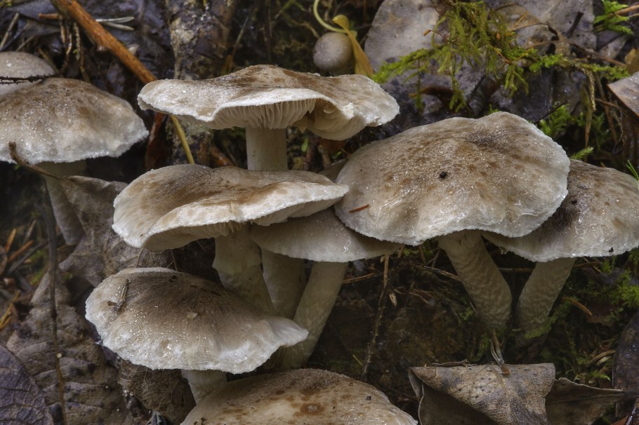 Рядовка Чешуйчатая Tricholoma imbricatum