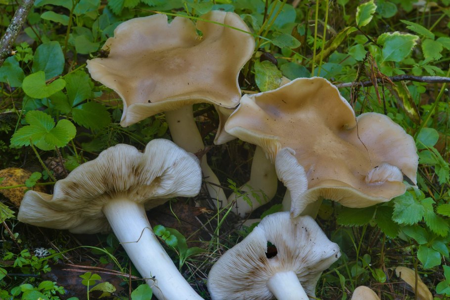 Гриб говорушка дымчатая