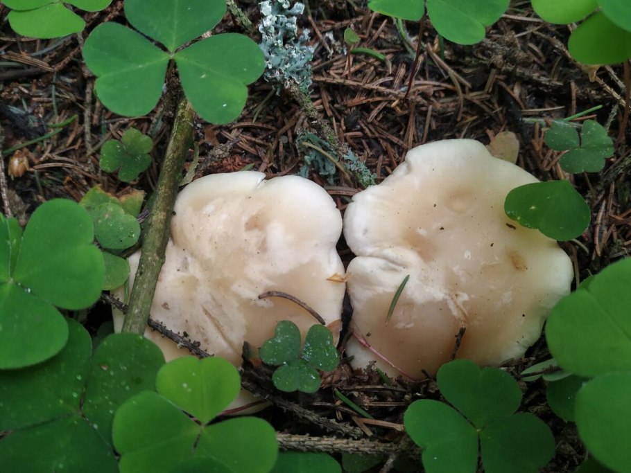 Майский гриб calocybe gambosa