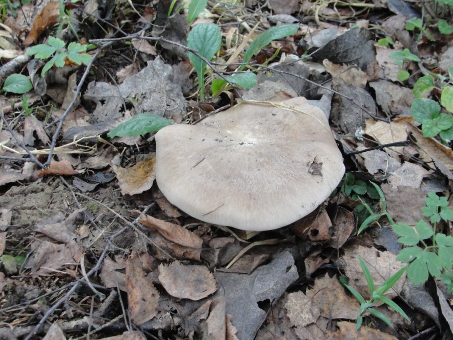Tricholoma saponaceum