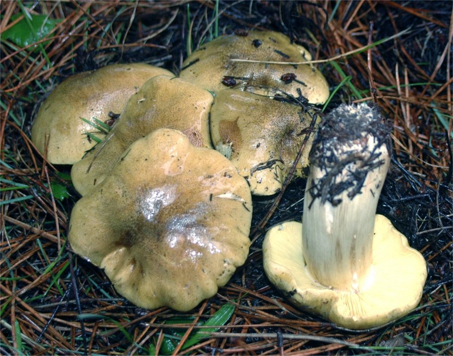 Рядовка резная Tricholoma scalpturatum