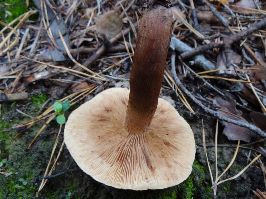 Грибы Крыма рядовка коричневая