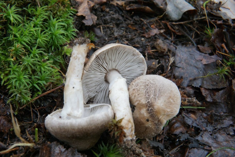 Рядовка серая Tricholoma saponaceum