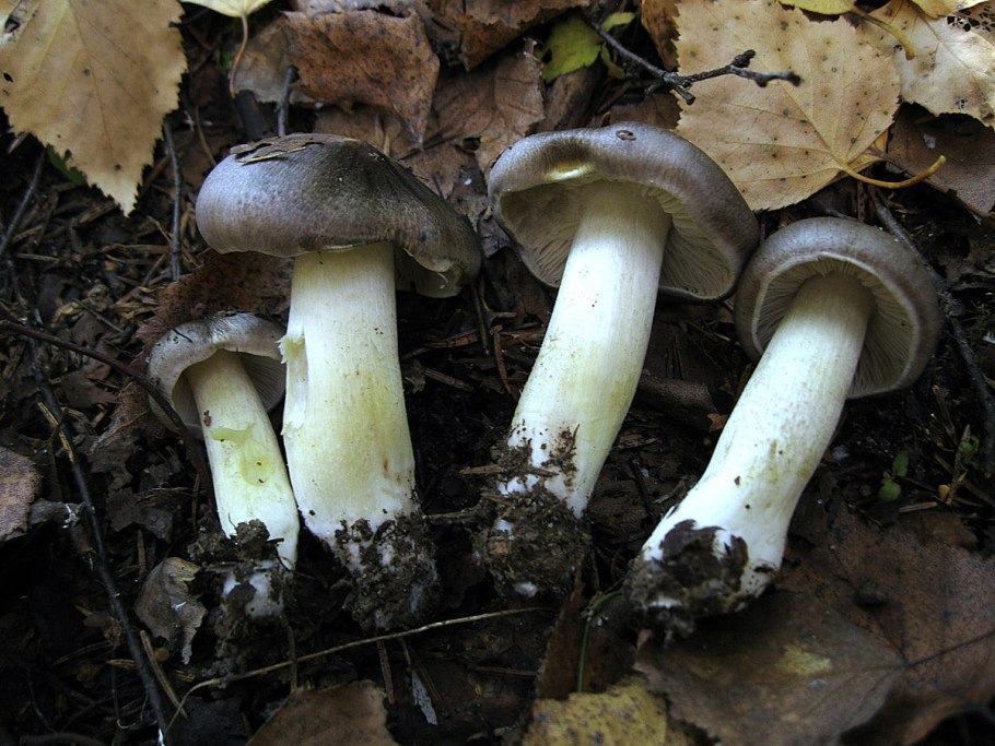 Рядовка серая tricholoma portentosum