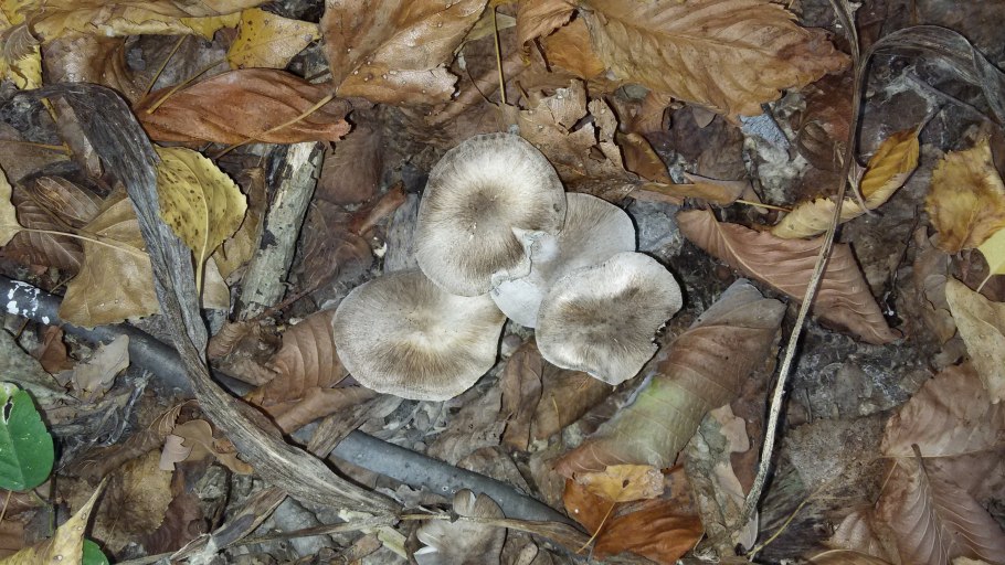 Грибы рядовка Песчаная