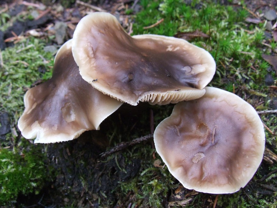 Рядовка Овернская Tricholoma arvernense