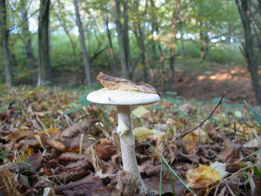 Лесные поганки