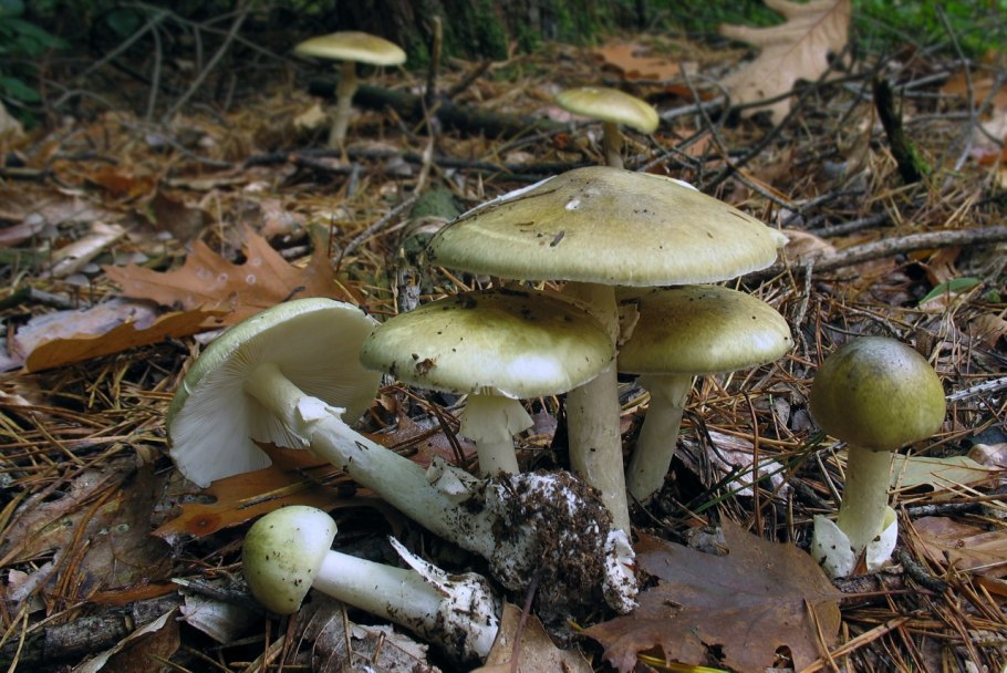 Бледная поганка Amanita phalloides