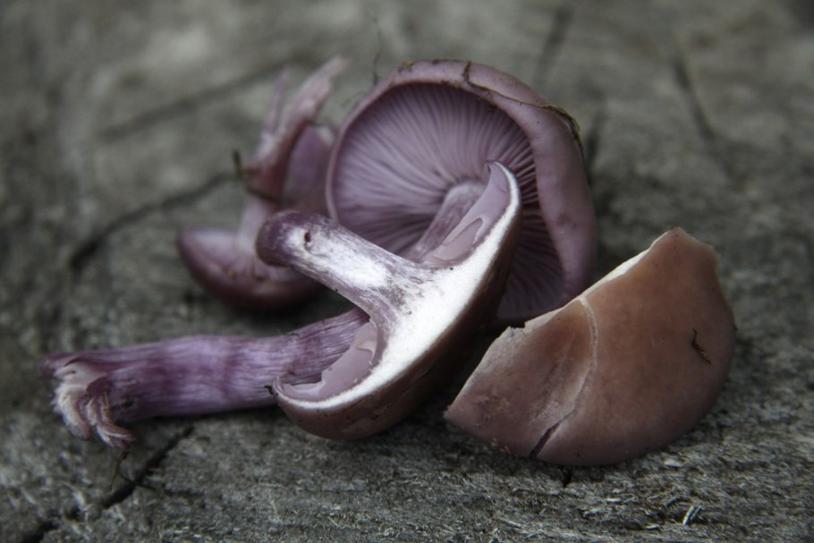 Рядовка сорная Lepista