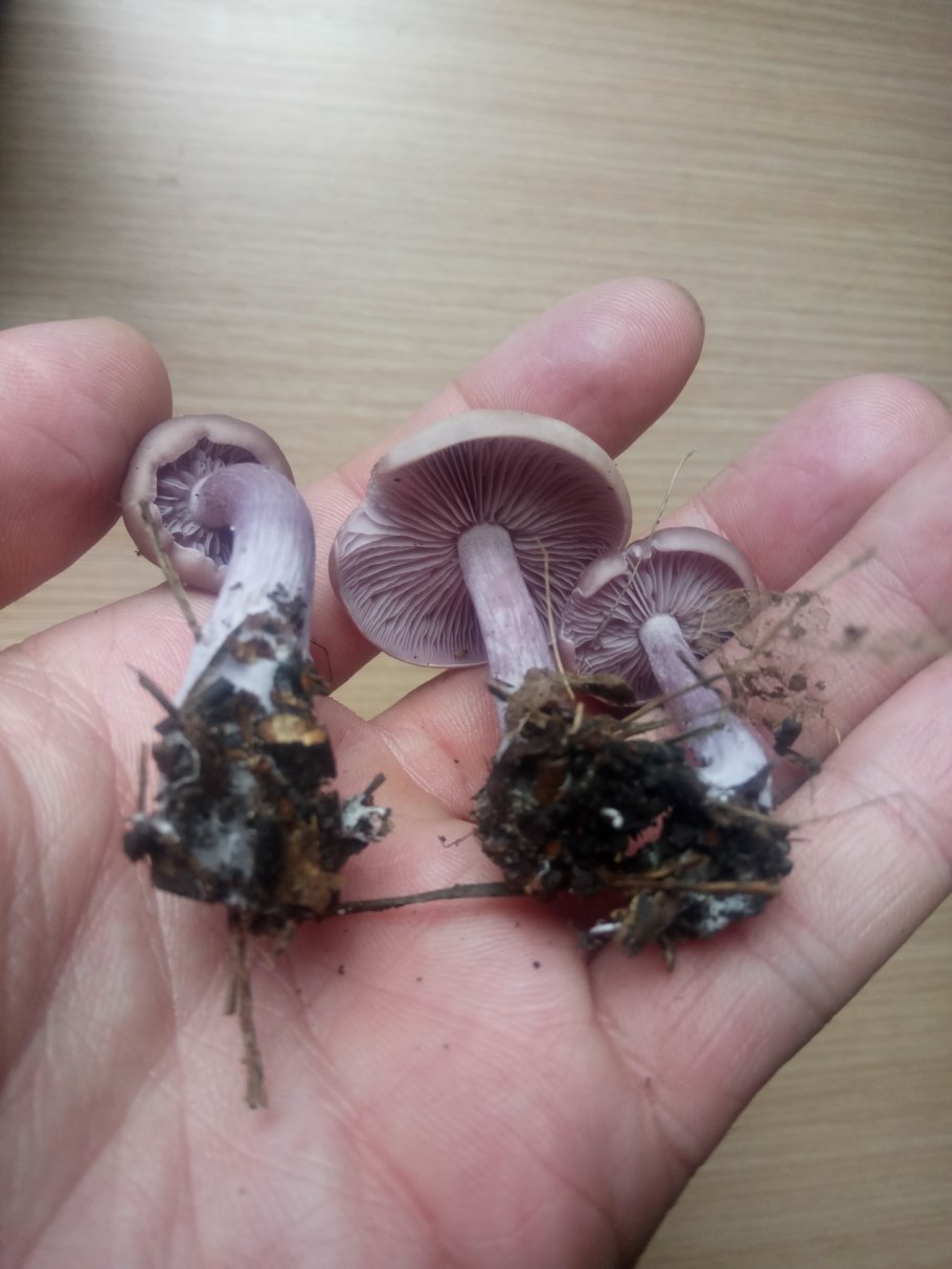 Леписта грязная