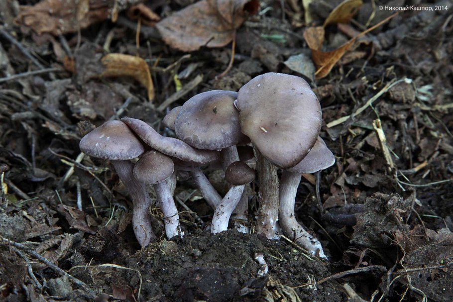 Рядовка грязная (Lepista sordida