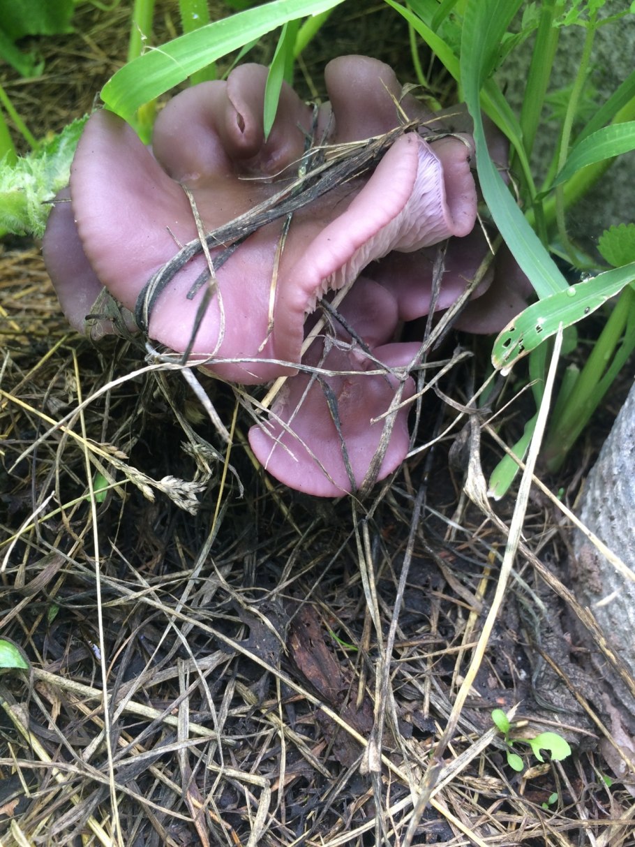 Рядовка бородатая Tricholoma Vaccinum
