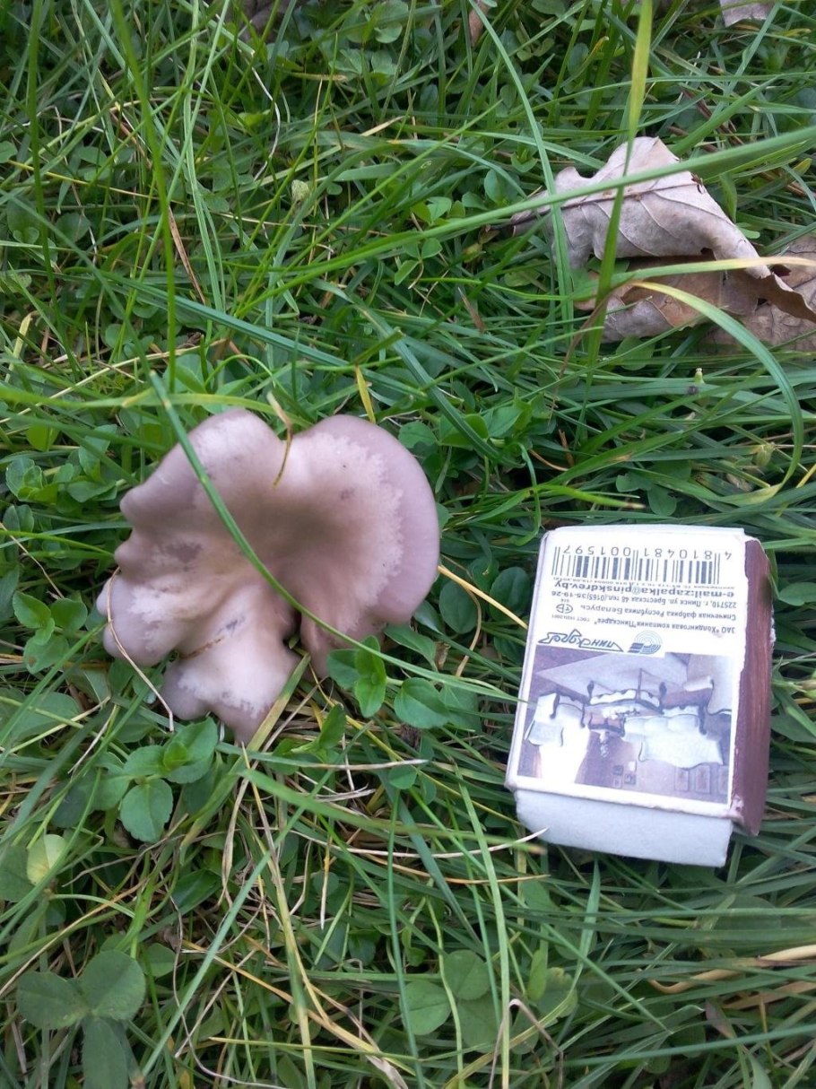 Рядовка Lepista sordida .