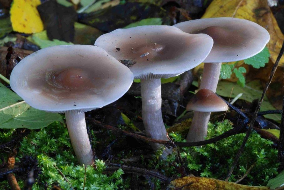 Рядовка сорная грязная Lepista sordida