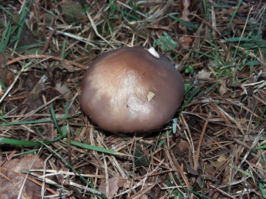 Рядовка грязная (Lepista sordida