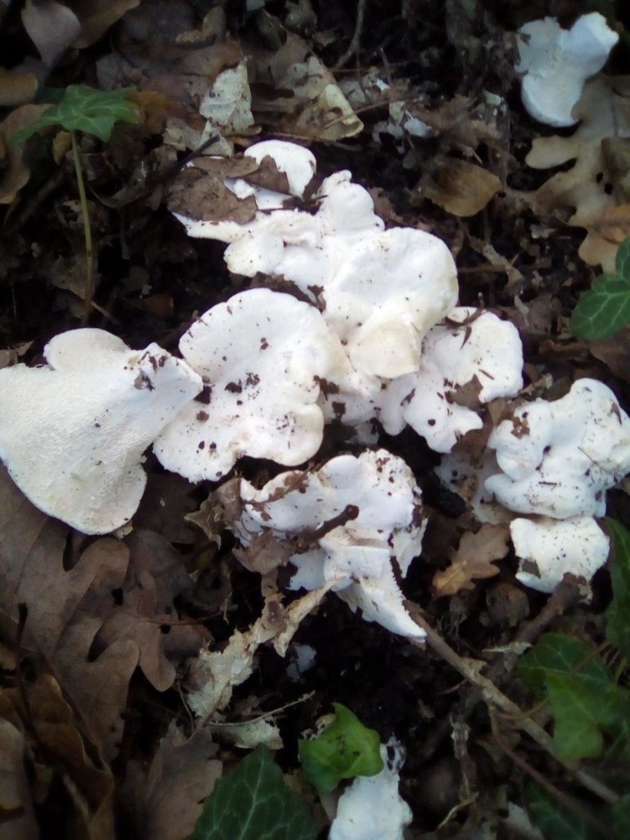 Грибы белого цвета растут семейками