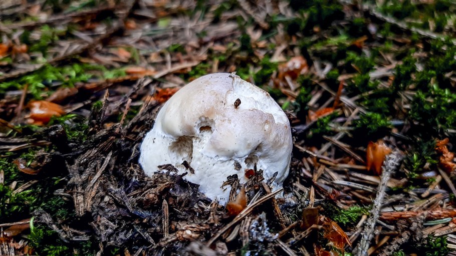 • Зонтик белый (Macrolepiota excoriata