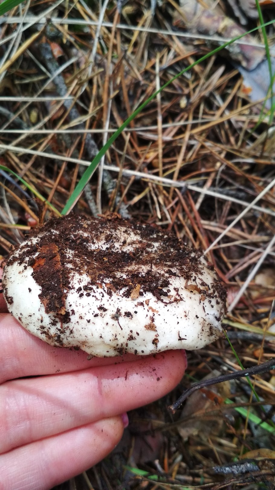 Грибы Подмосковья пластинчатые съедобные грибы