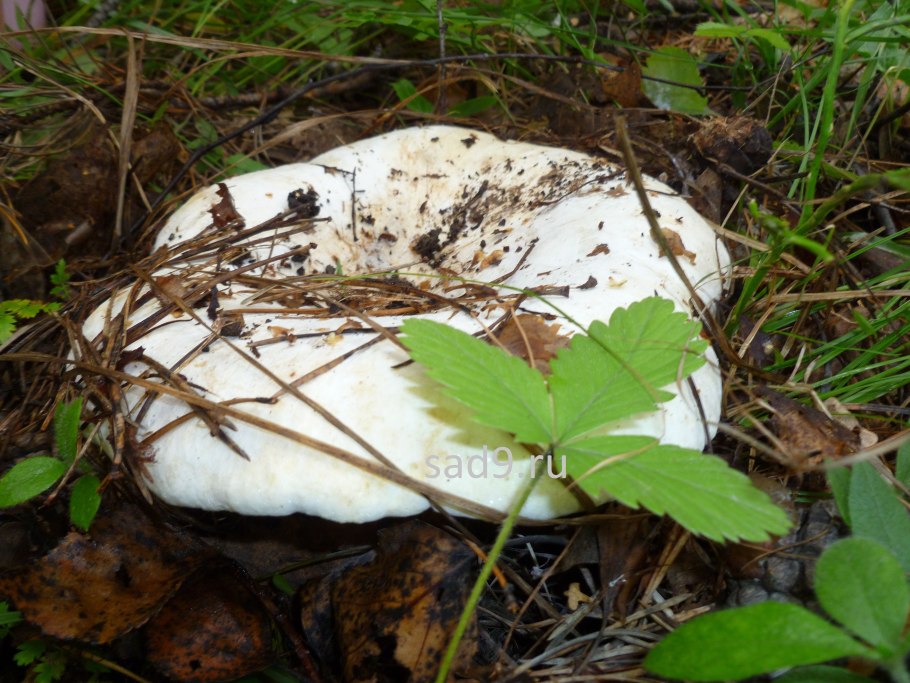 Грибы семейства шампиньоновых