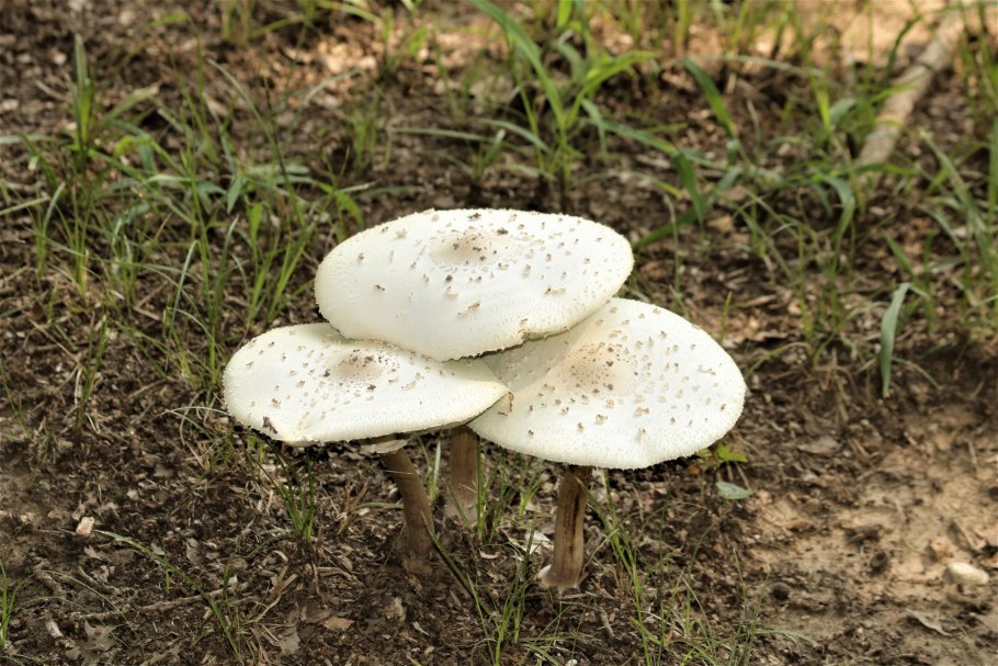 Праздничный гриб