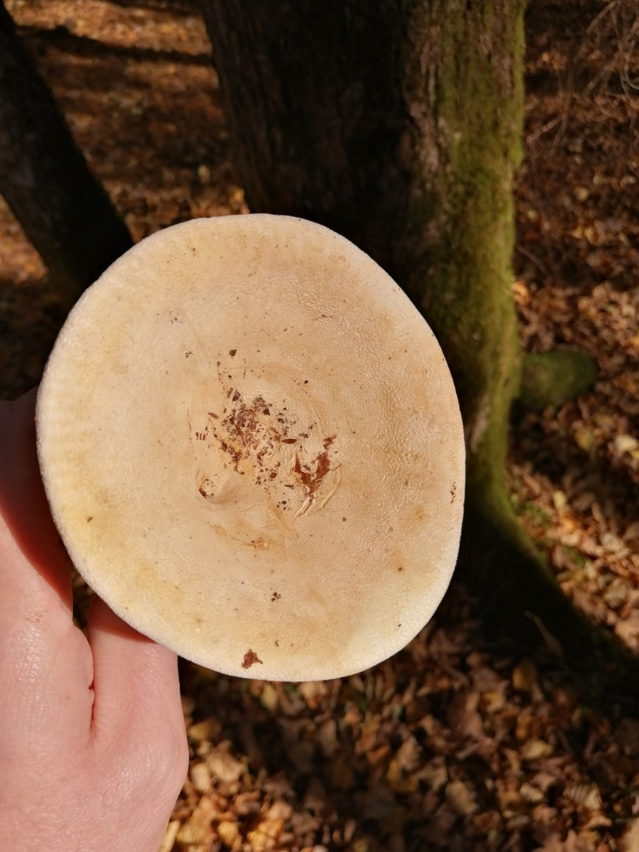 Сыроежковые (семейство)