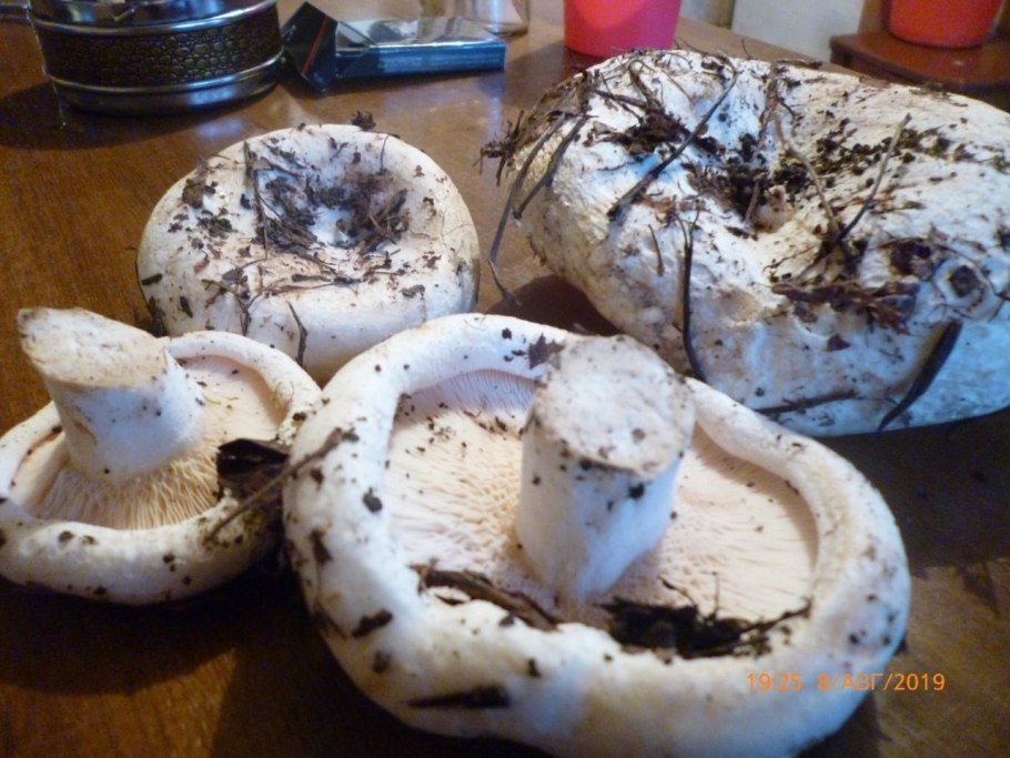 Гриб Плютей белый