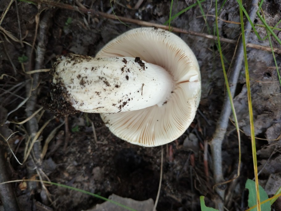 Сыроежка чешуйчатая (russula virescens)