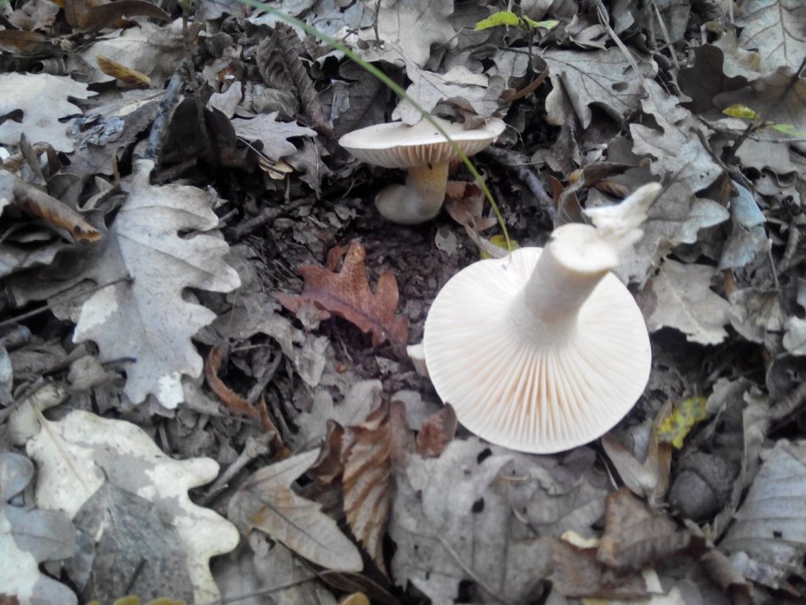 Pleurocybella porrigens