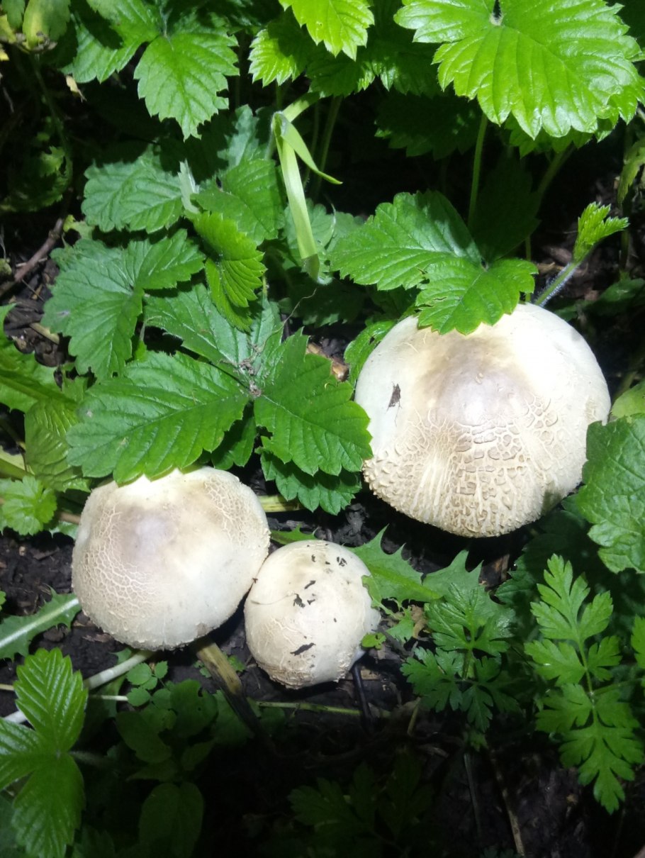 Поганки лапки