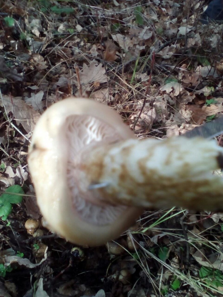 Гриб чешуйчатка обыкновенная