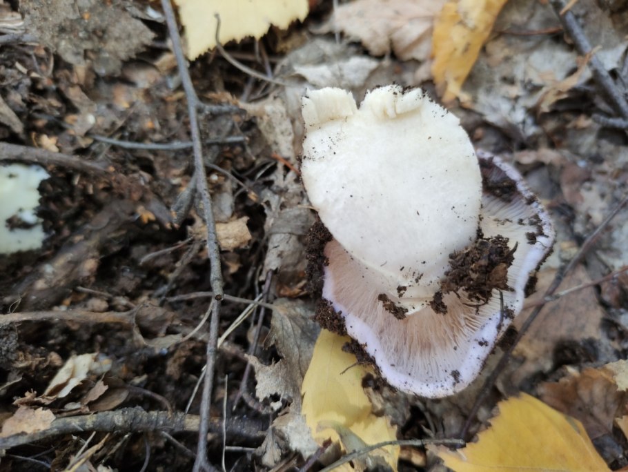 Грибы пластинчатые говорушка серая