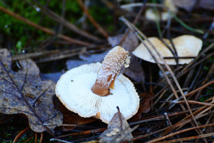 Съедобные грибы Якутии