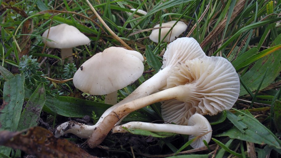 Ивишень (Clitopilus prunulus)