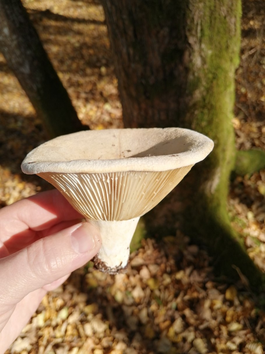 Грибы Волгоградской области название