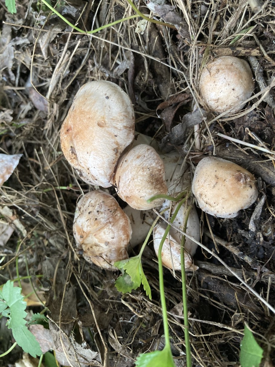 Ежовик белый Hydnum albidum