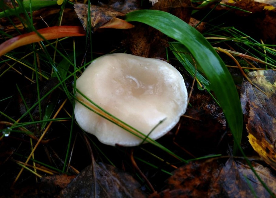 Грузди в тополях