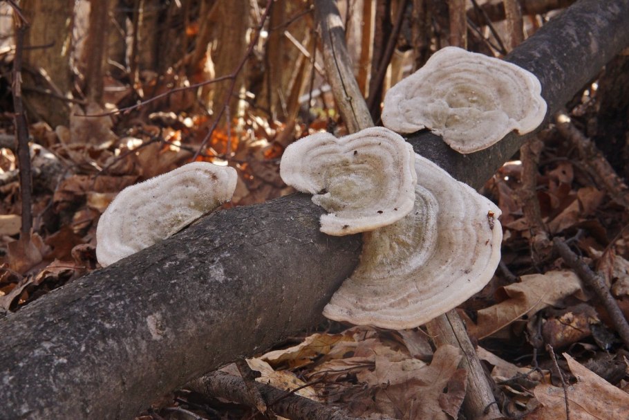 Cystoderma granulosum