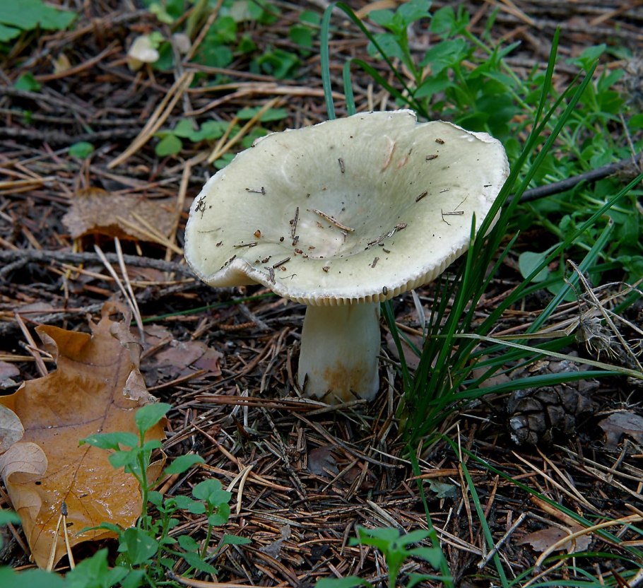 Leucocybe connata