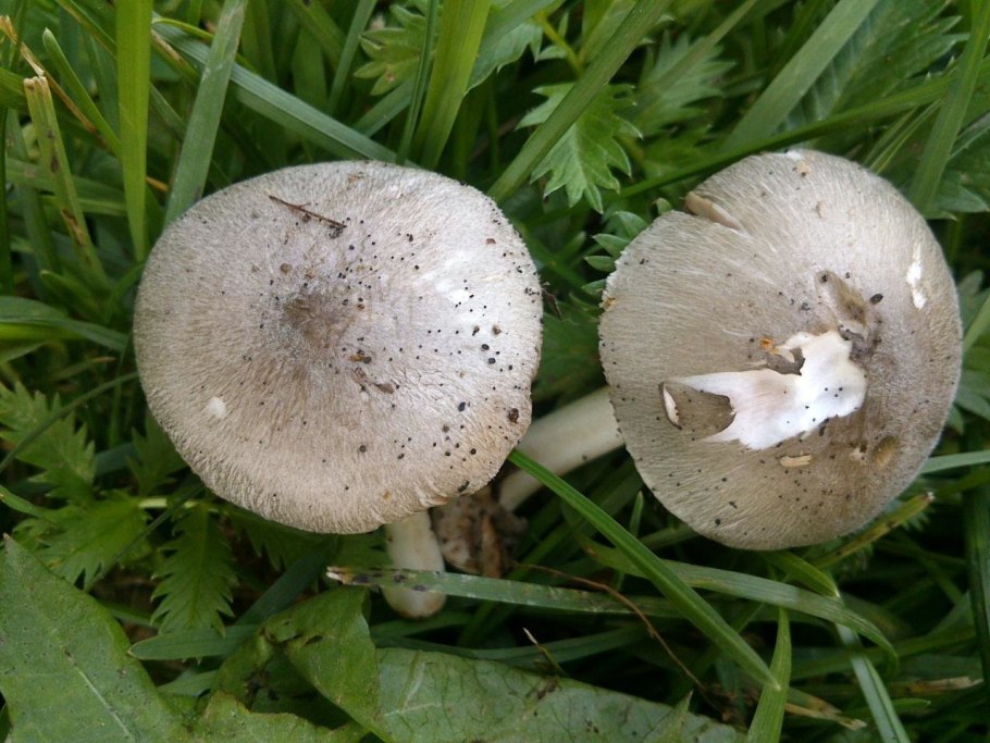 Вольвариелла серо-голубоватая